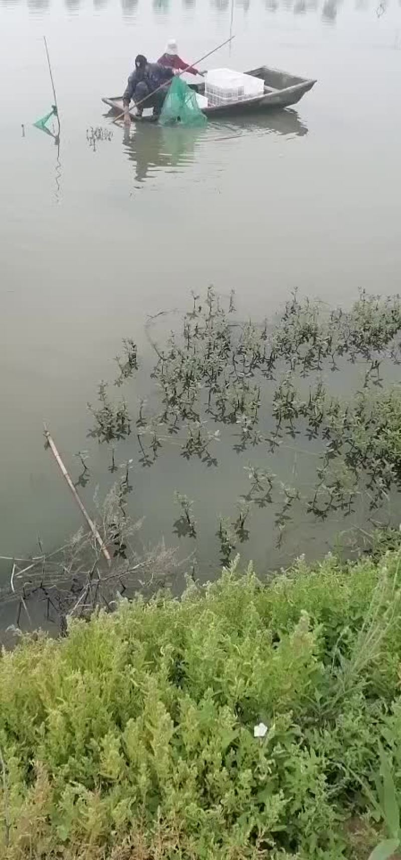 微山湖优质小龙虾苗冷藏车专业配送