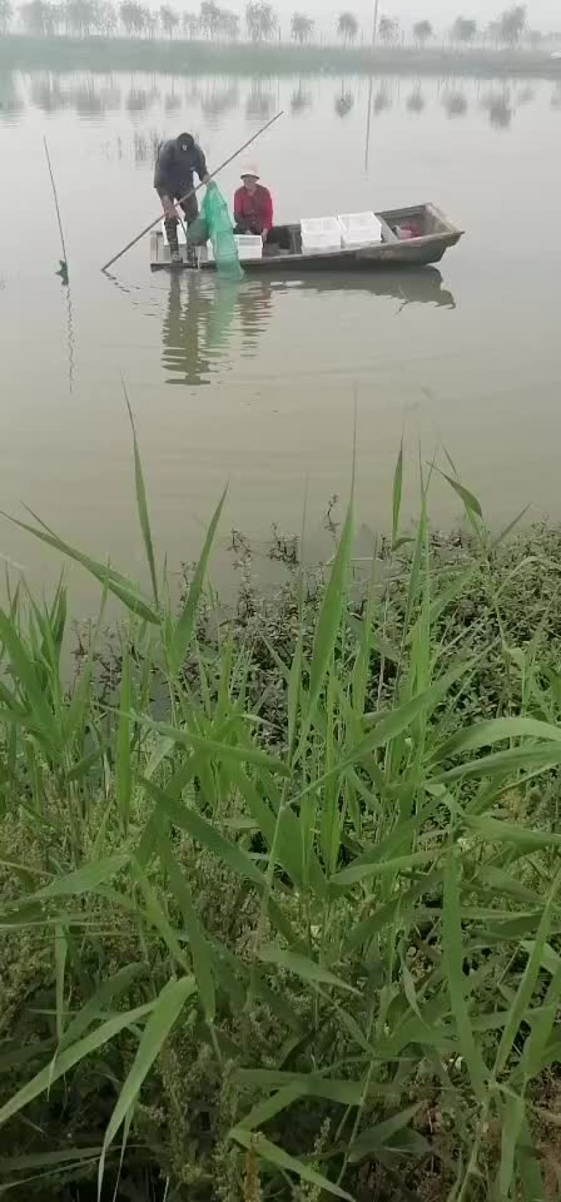 微山湖优质小龙虾苗冷藏车专业配送