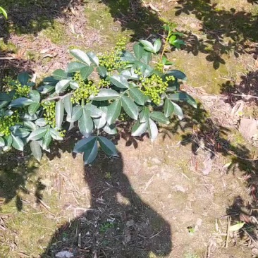 优质九叶青花椒即将上市