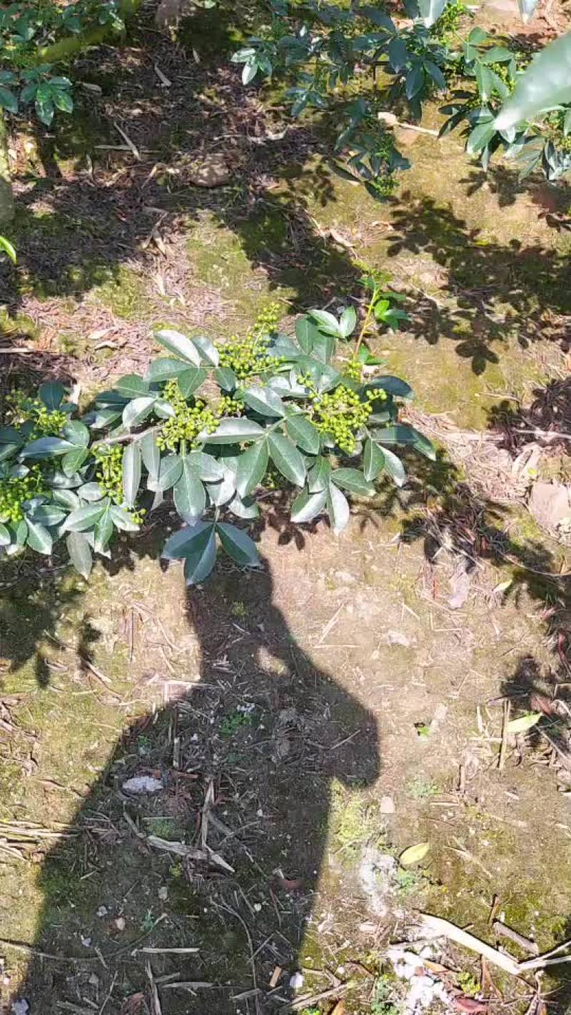 优质九叶青花椒即将上市