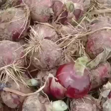 洋葱
