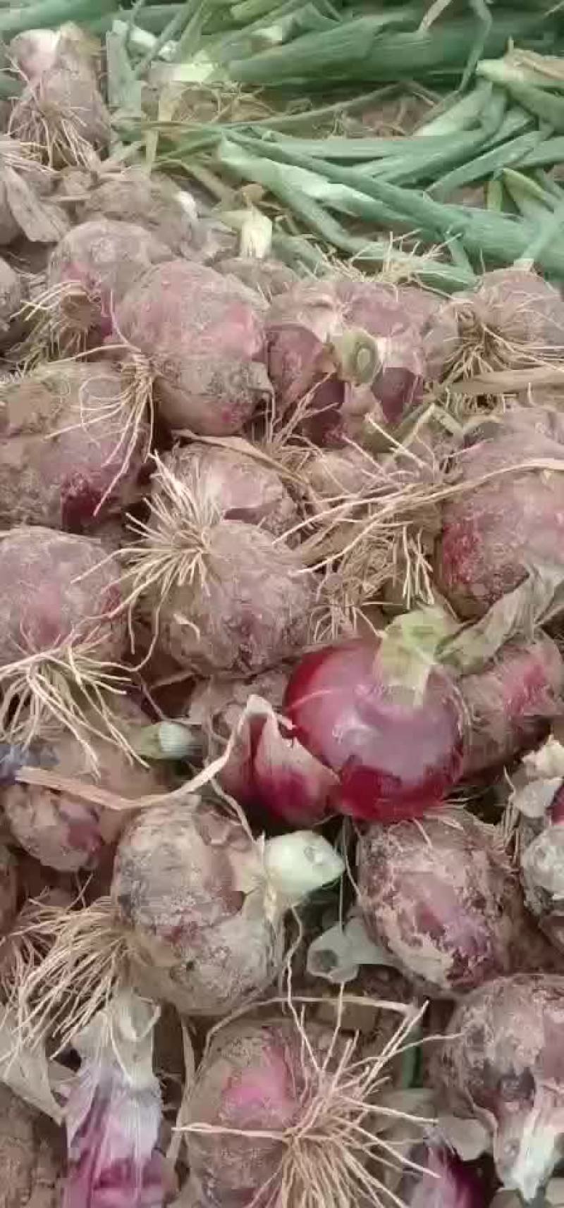 洋葱