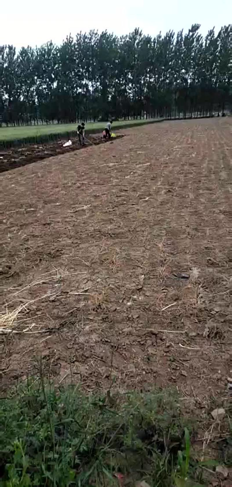 藏红花种球
