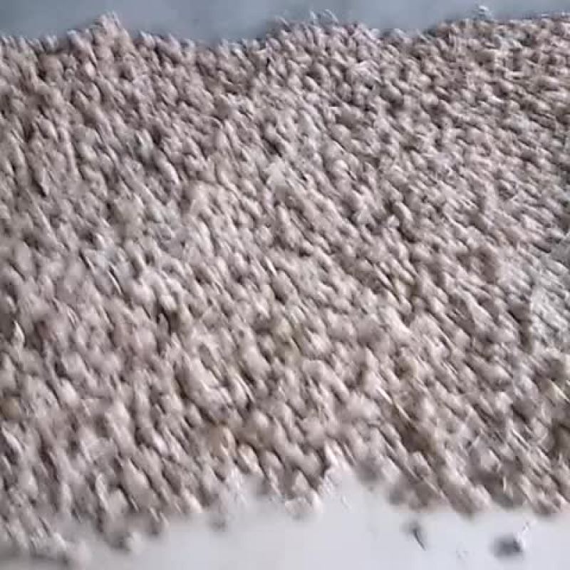 藏红花种球