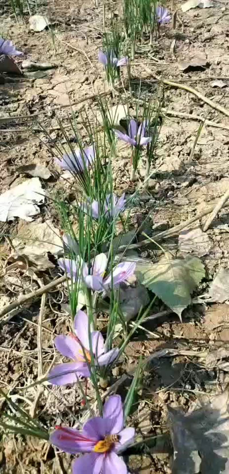 藏红花种球