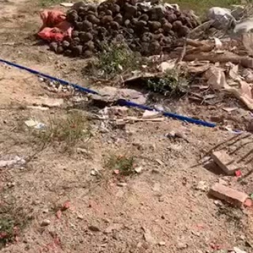 薯莨，