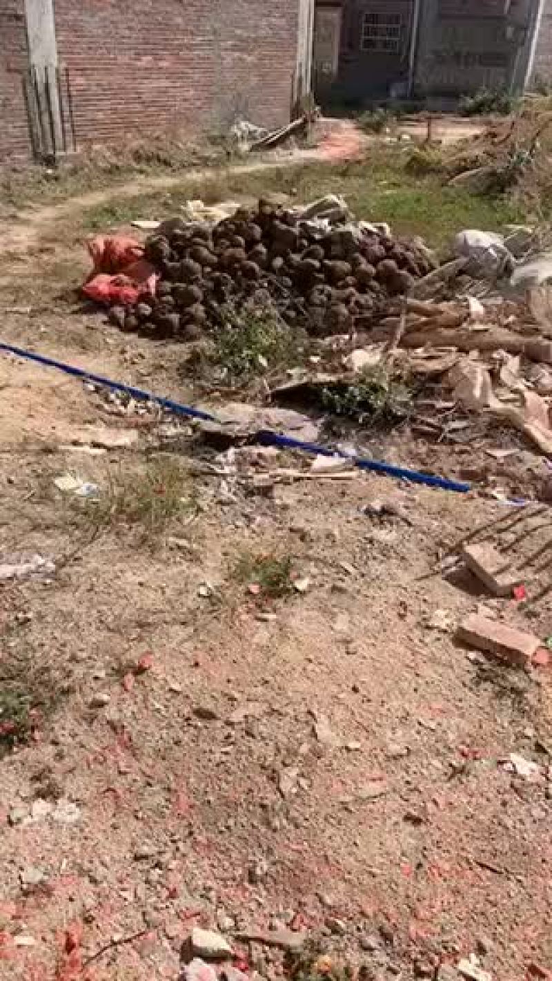 薯莨