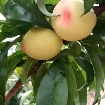 白粉红毛桃上市了