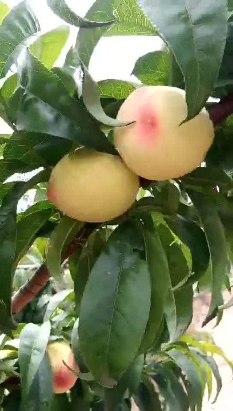 白粉红毛桃上市了