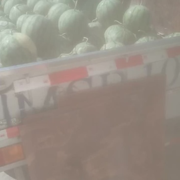 大棚西瓜