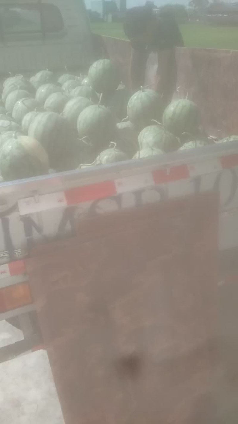 大棚西瓜