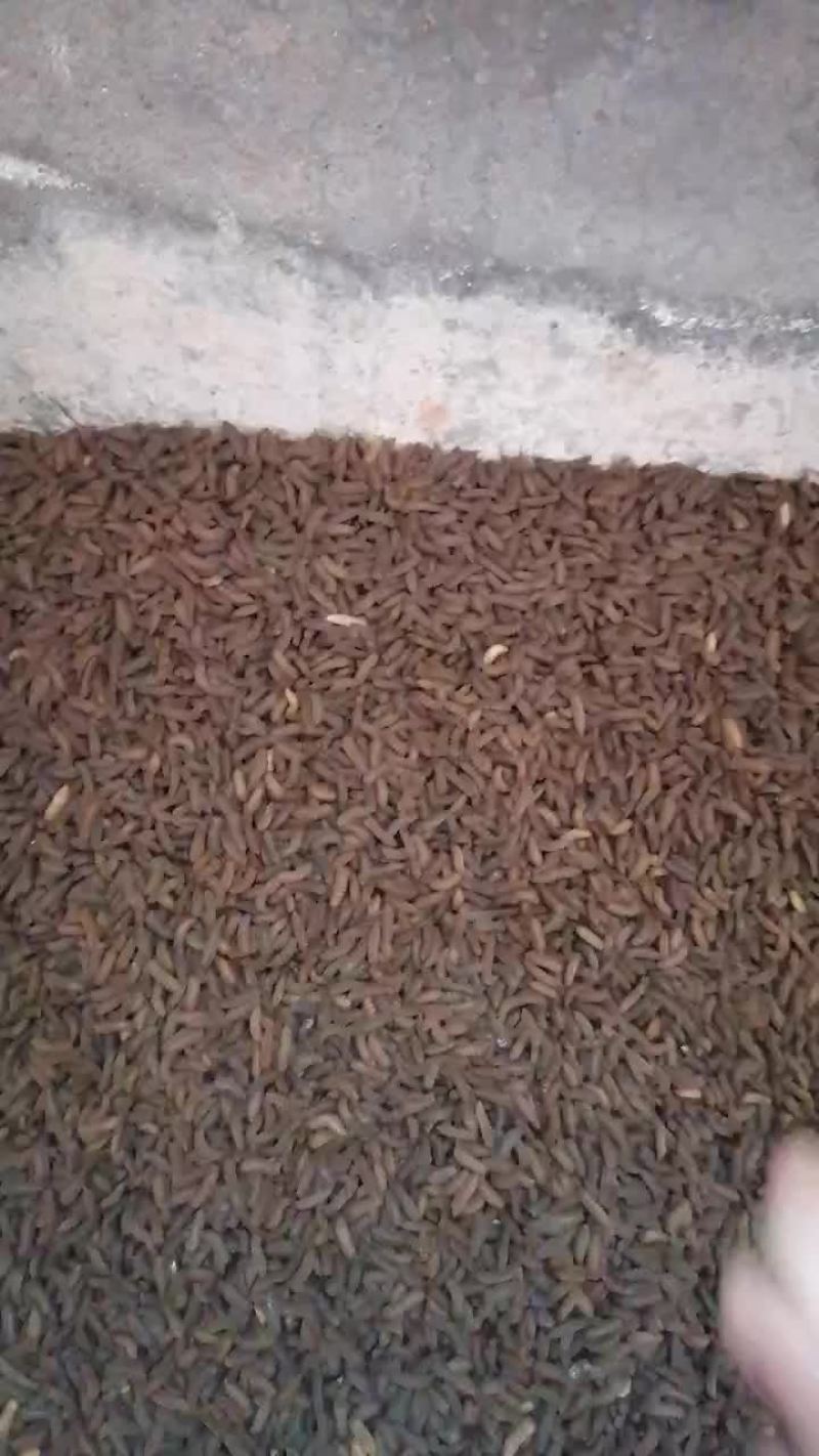 黑水虻养殖基地长期大量供应优质黑水虻种蛹