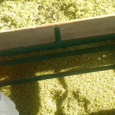 金银花