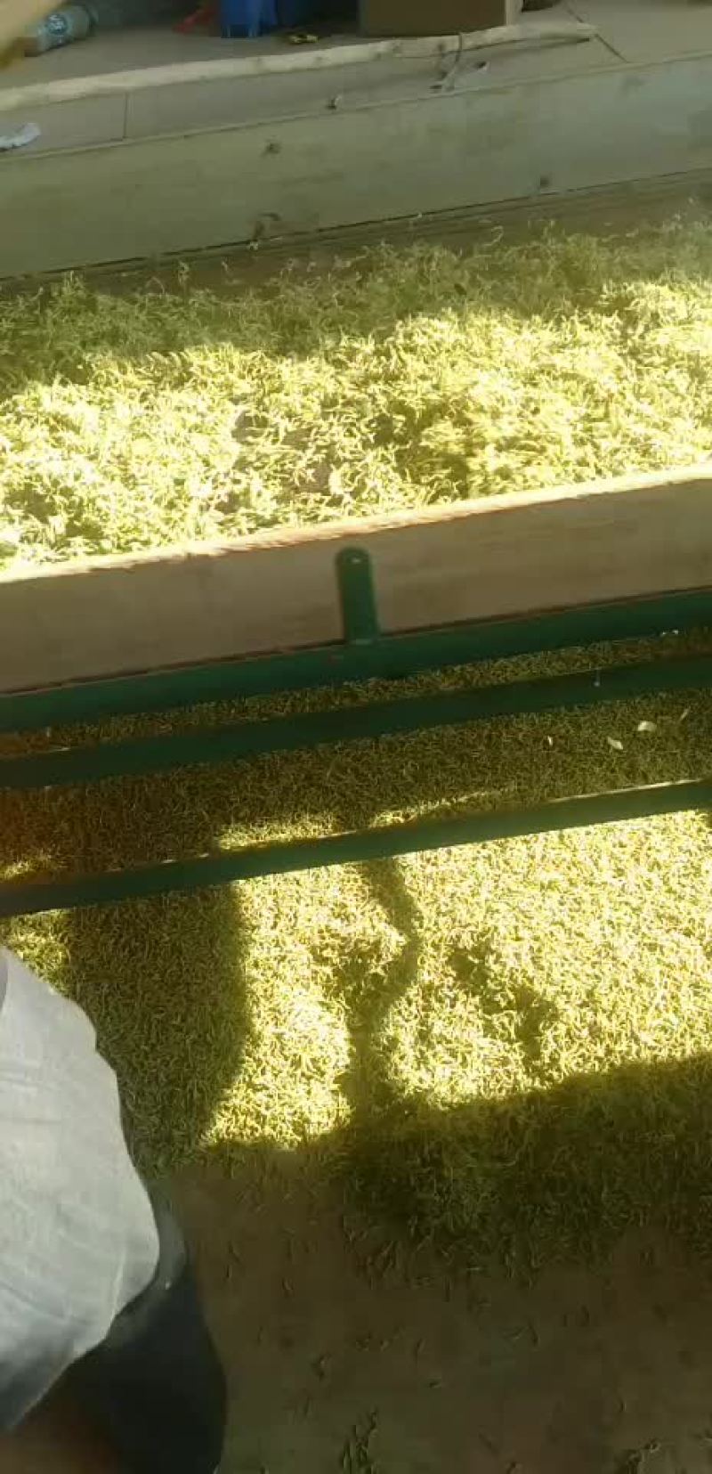 金银花