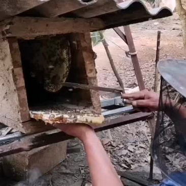 橡胶蜂蜜
