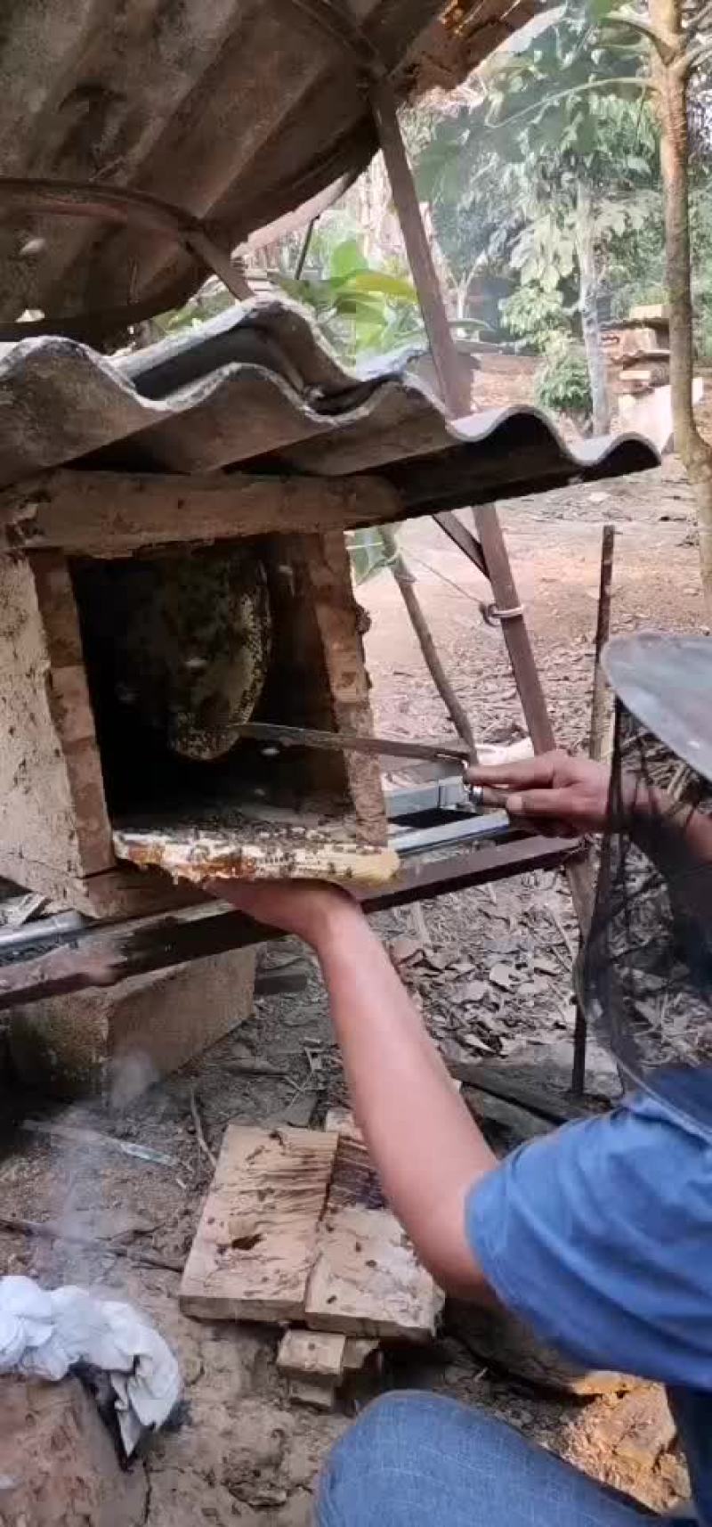 橡胶蜂蜜