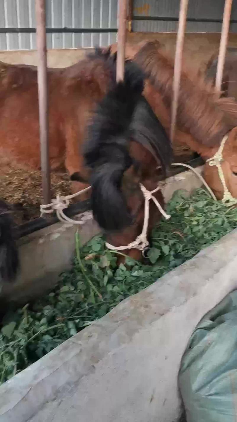 马，肉马，骑乘马都有土黄牛小土牛西门达尔牛马出售