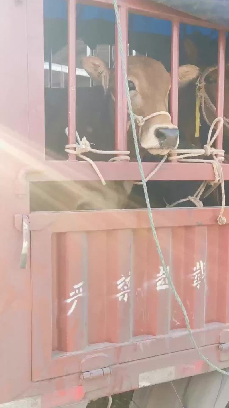 马，肉马，骑乘马都有土黄牛小土牛西门达尔牛马出售