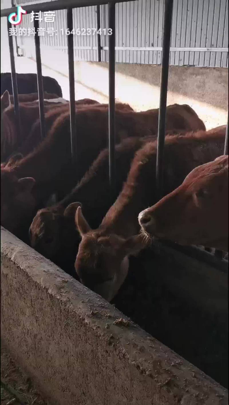 马，肉马，骑乘马都有土黄牛小土牛西门达尔牛马出售