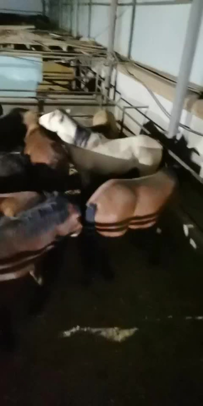 马，肉马，骑乘马都有土黄牛小土牛西门达尔牛马出售