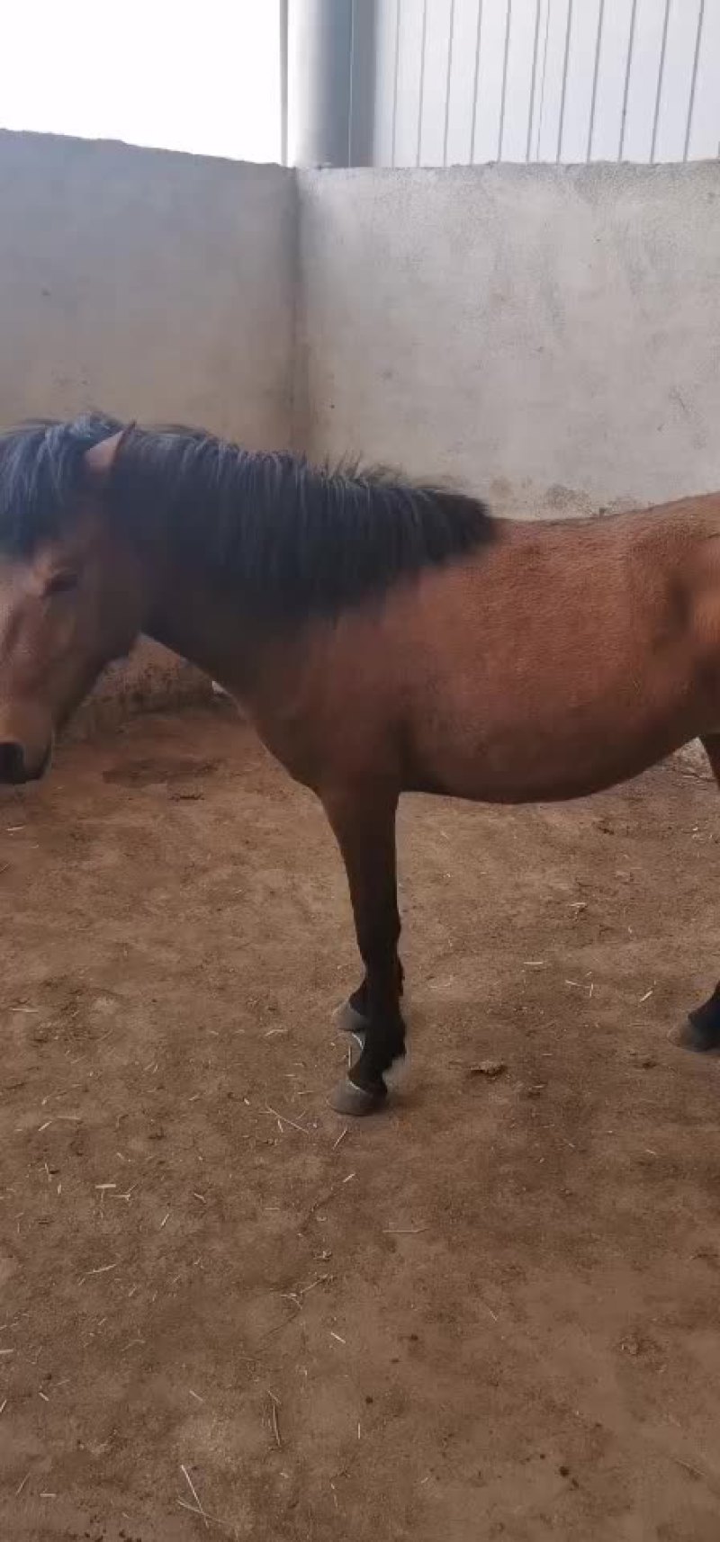 马，肉马，骑乘马都有土黄牛小土牛西门达尔牛马出售