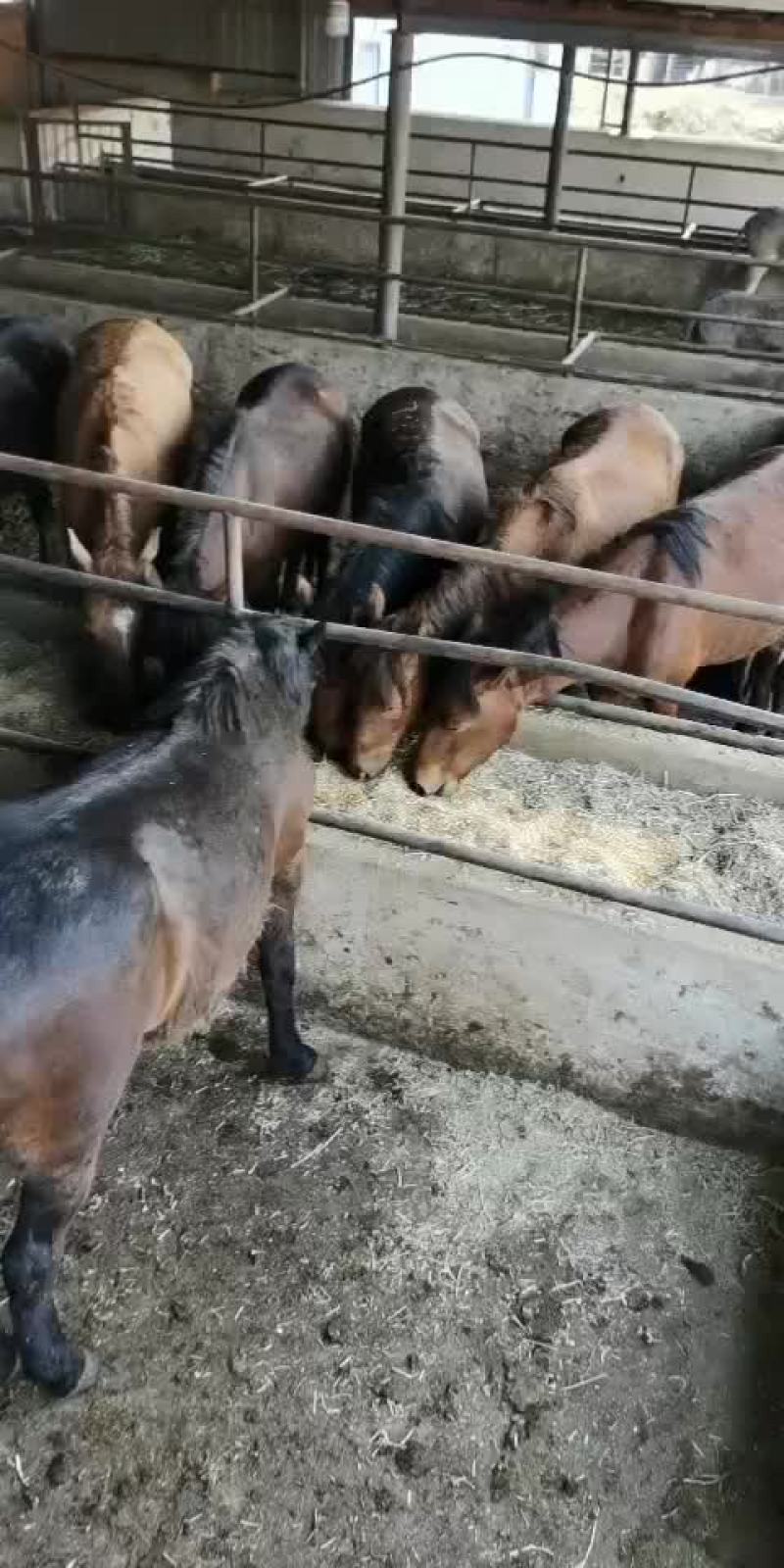 马，肉马，骑乘马都有土黄牛小土牛西门达尔牛马出售