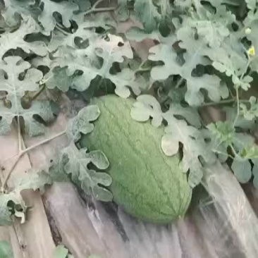 丰乐一西瓜