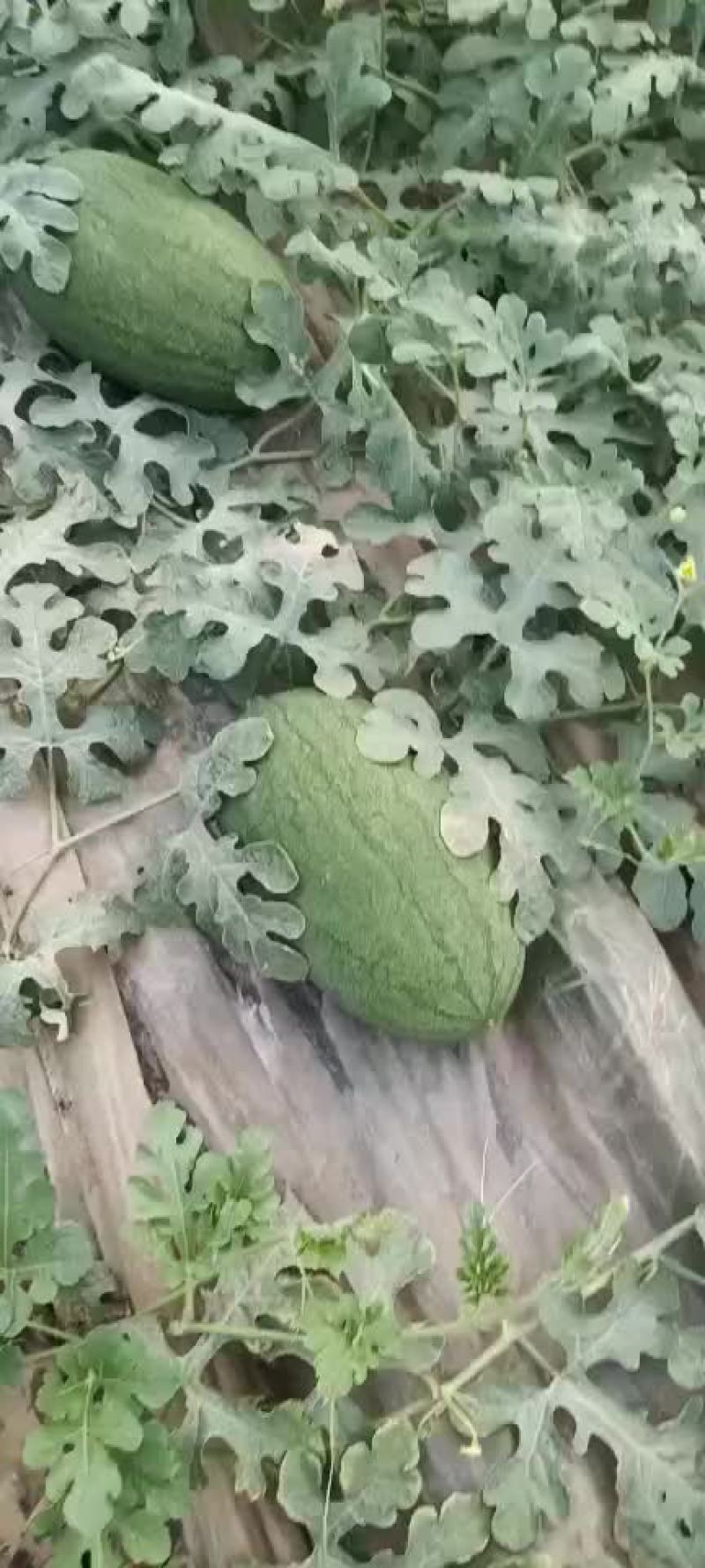 丰乐一西瓜