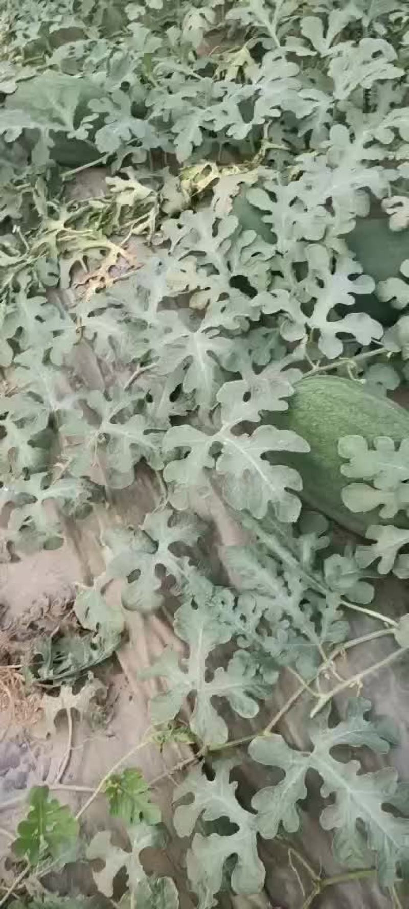 丰乐一西瓜