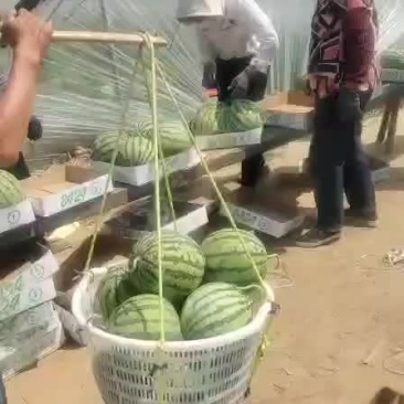 江苏东台特产8424西瓜