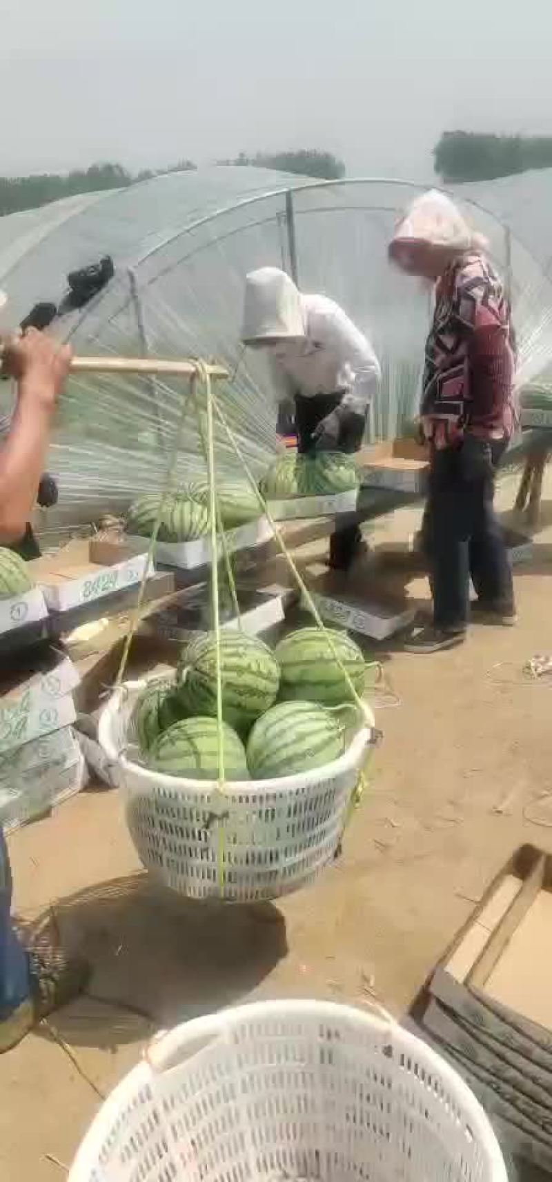 江苏东台特产8424西瓜