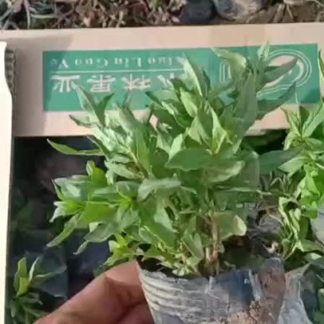 千屈菜