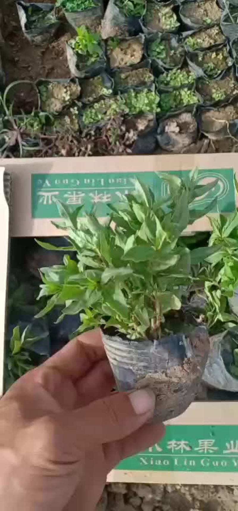 千屈菜
