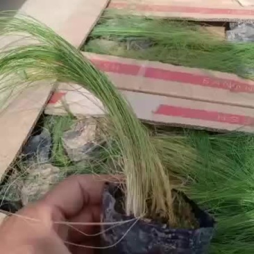 细叶针芒