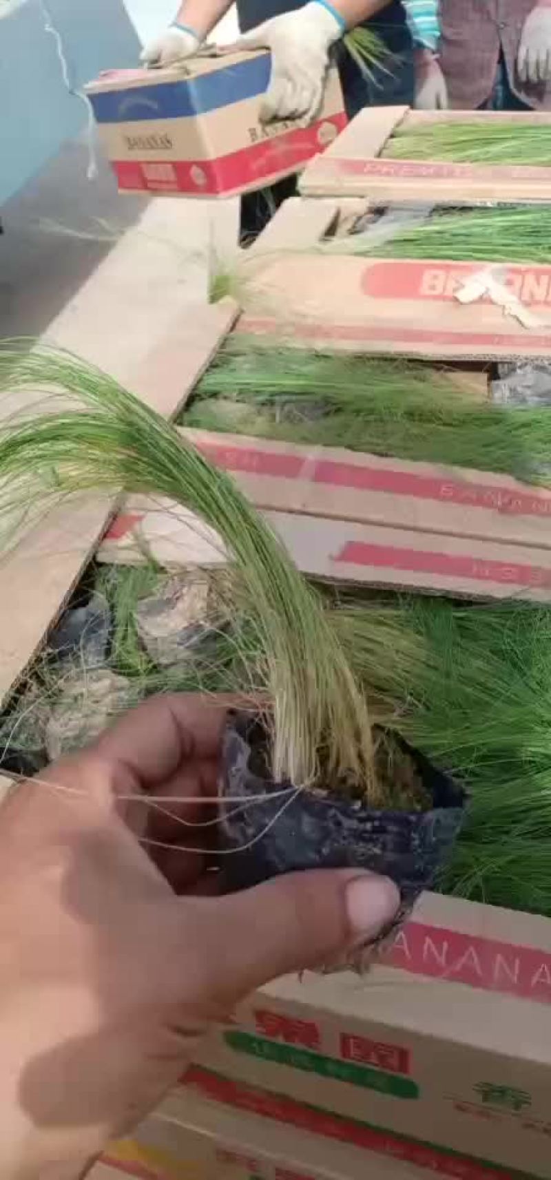 细叶针芒