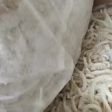 羊皮筋大量供应保质保量量大从优欢迎选购