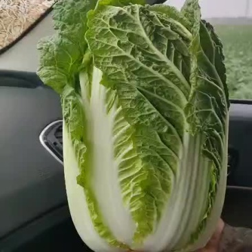 葫芦岛黄心大白菜