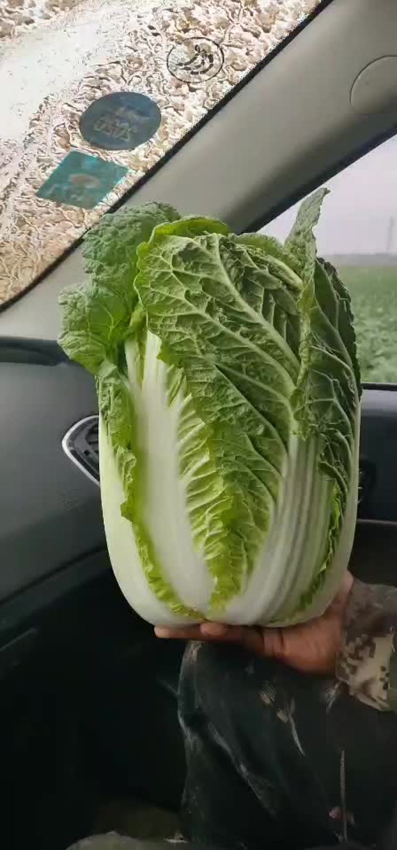 葫芦岛黄心大白菜