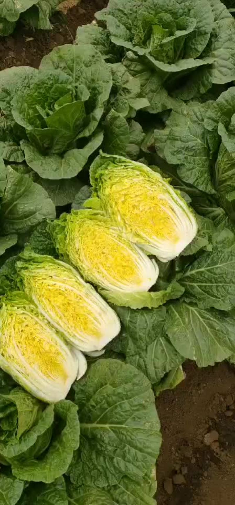 葫芦岛黄心大白菜