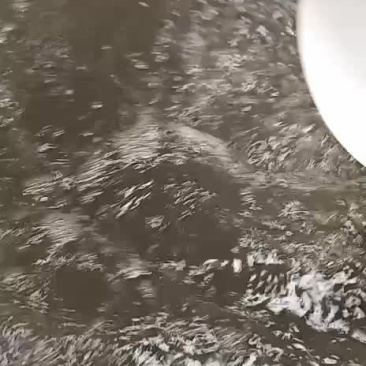 连云港南美白对虾虾苗