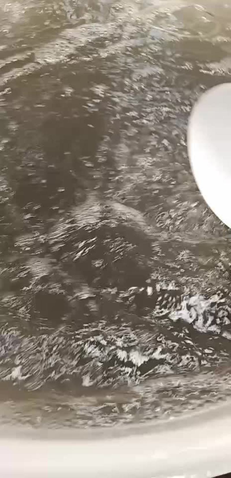 连云港南美白对虾虾苗