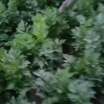 西芹一块钱一斤
