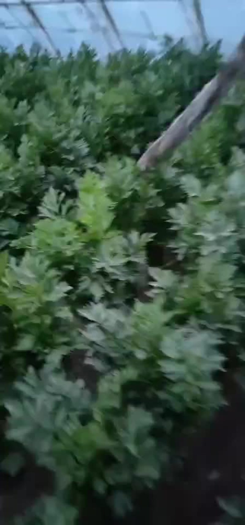 西芹一块钱一斤