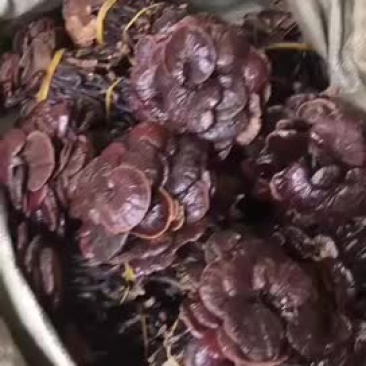 野生竹灵芝