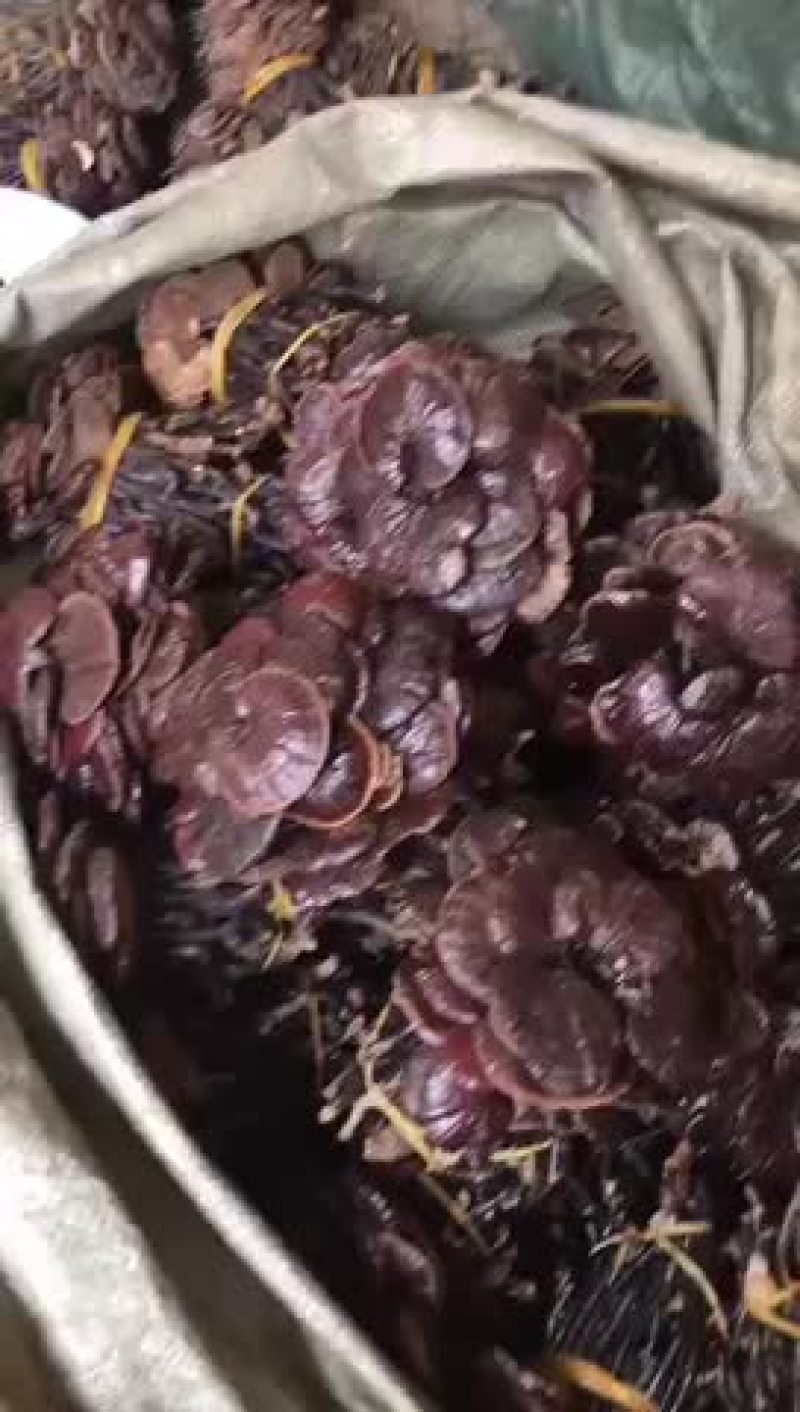 野生竹灵芝