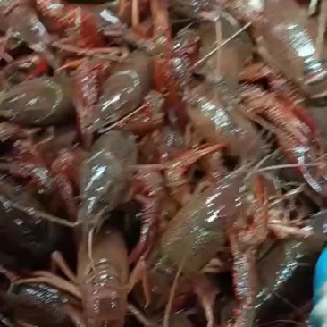 小龙虾