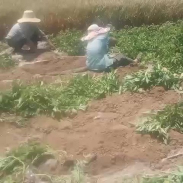 土豆