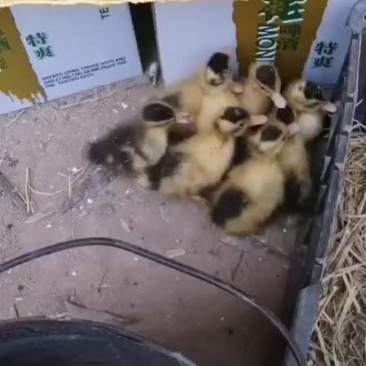 花边鸭苗