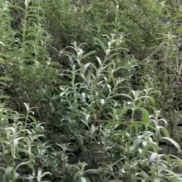 沙棘杯苗