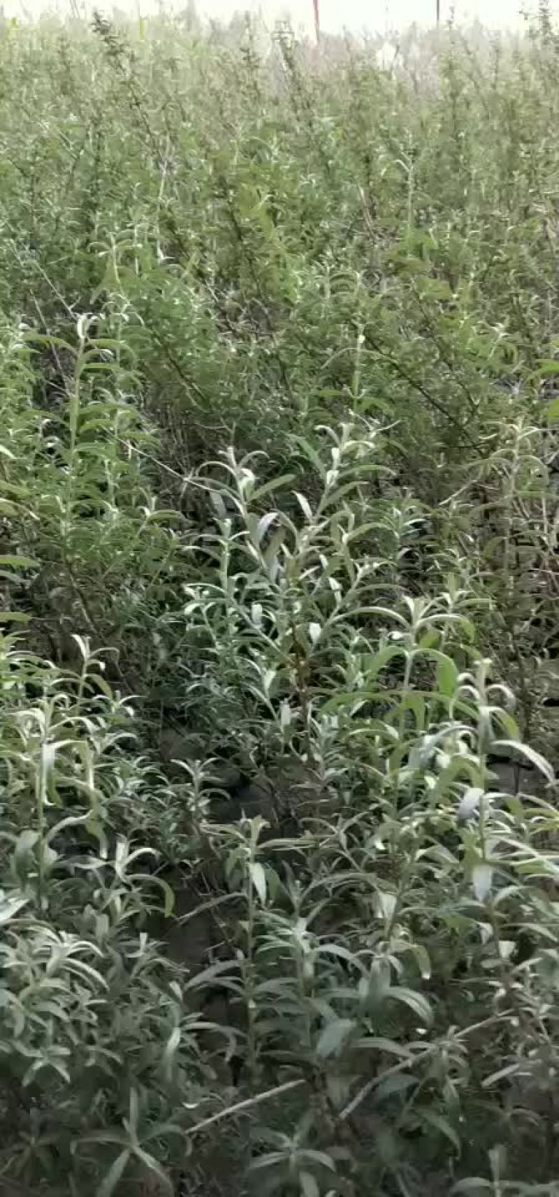沙棘杯苗